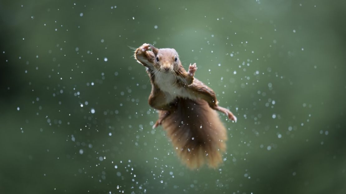 Una ardilla vuela como un superhéroe durante una tormenta en Países Bajos. Crédito: Alex Pansier/Comedy Wildlife 2022