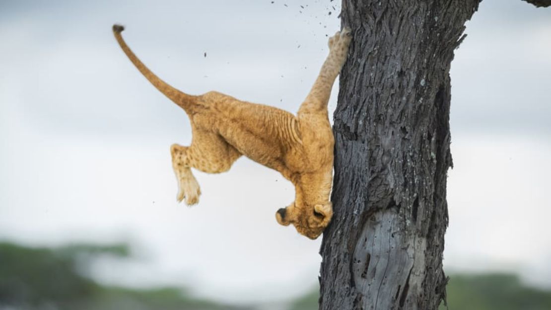 Este cachorro de león no pasó el curso básico de gatos al intentar subir a un árbol en Tanzania. Crédito: Jennifer Hadley/Comedy Wildlife 2022