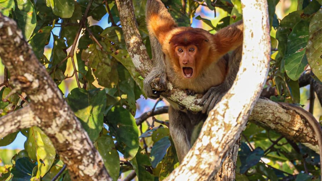 Un mono probiscis en Borneo está conmocionado hasta la médula. Crédito:
Andy Evans/Comedy Wildlife 2022