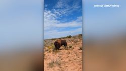 CNNE 1285061 - excursionista es atacada brutalmente por un bisonte