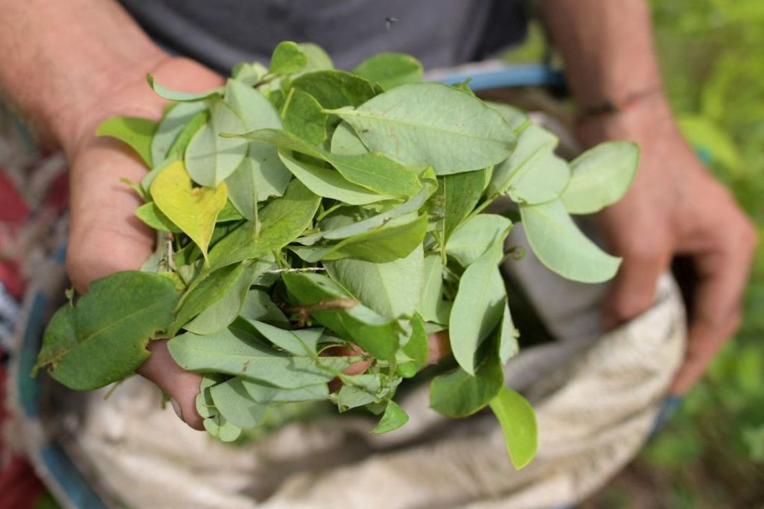 Un Raspachin (recolector de hoja de coca) trabaja en un cultivo de coca en Catatumbo, departamento de Norte de Santander, Colombia, el 20 de agosto de 2022.