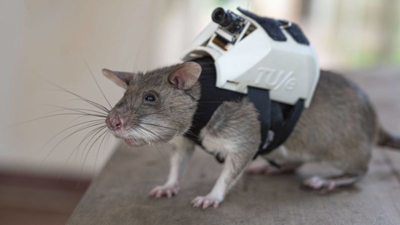Estas ratas con mochila pueden ser clave para los rescates en un terremoto | cnn