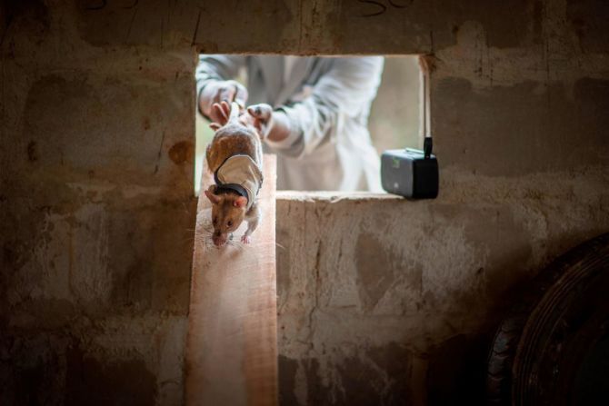 Las ratas son entrenadas haciéndolas buscar un objetivo humano en una habitación, un sustituto de la víctima. El entrenamiento comenzó con una simple secuencia de búsqueda, encuentro y recuerdo en una habitación vacía, pero el equipo ha ido aumentando gradualmente la complejidad de los entornos, dice Donna Kean, científica de investigación del comportamiento y líder del proyecto.