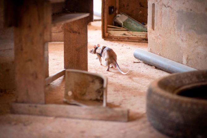 Las ratas deben sortear restos y escombros para encontrar su objetivo. Kean afirma que los animales son curiosos y aventureros por naturaleza, y que el entrenamiento es similar al tipo de juego que disfrutan.