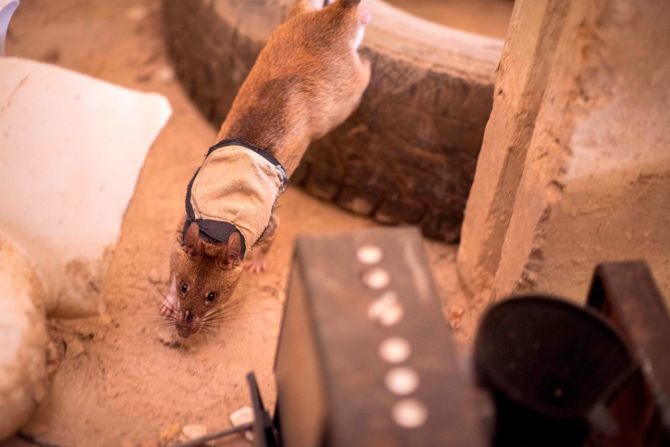 No es solo su naturaleza aventurera lo que las hace idóneas para este trabajo: las ratas tienen un increíble sentido del olfato y su pequeño tamaño les permite escurrirse por espacios reducidos.