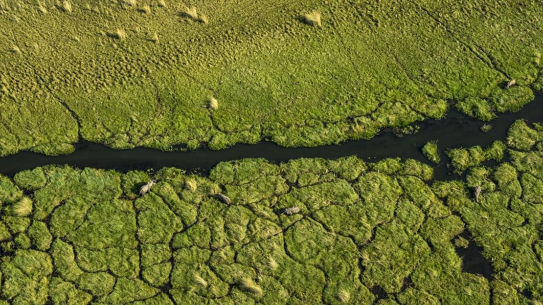 Los elefantes pastan entre los exuberantes cursos de agua del delta del Okavango en Botswana, que aparece en la categoría "naturaleza". Crédito: Beverly Joubert/Colección de imágenes de National Geographic