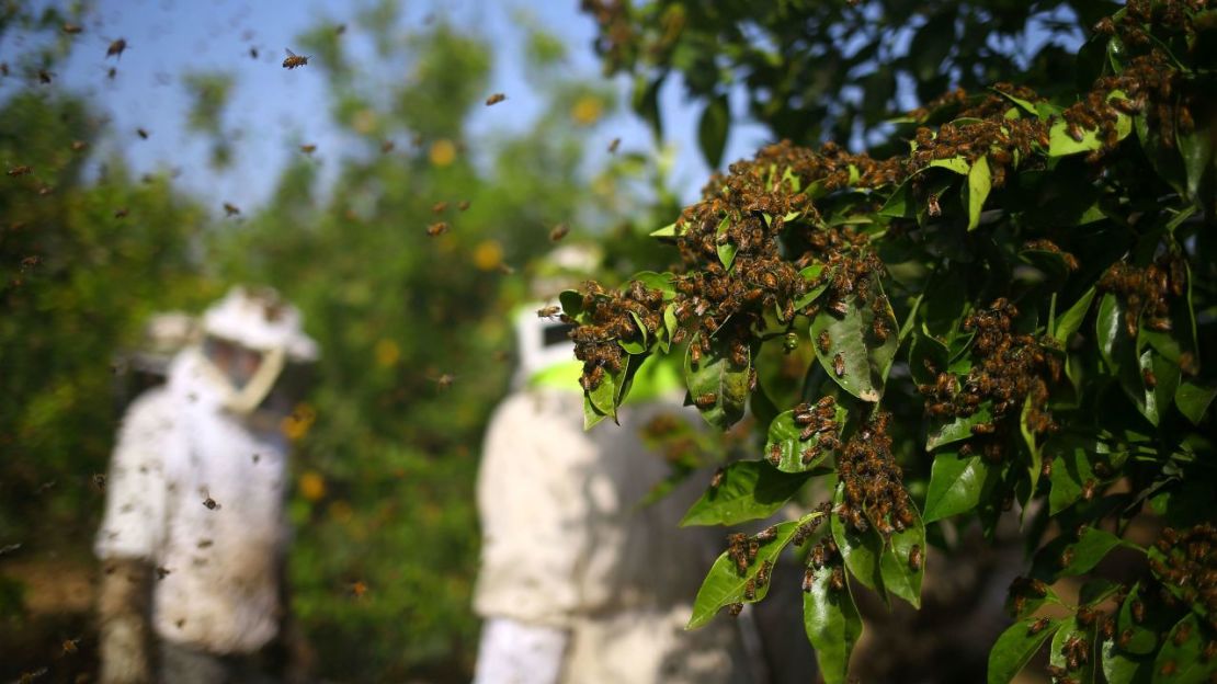 La densidad del enjambre de abejas afecta al tamaño de la carga eléctrica. Crédito: Mohammed Abed/AFP/Getty Images