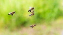 CNNE 1290481 - descubren que a los abejorros les gusta jugar