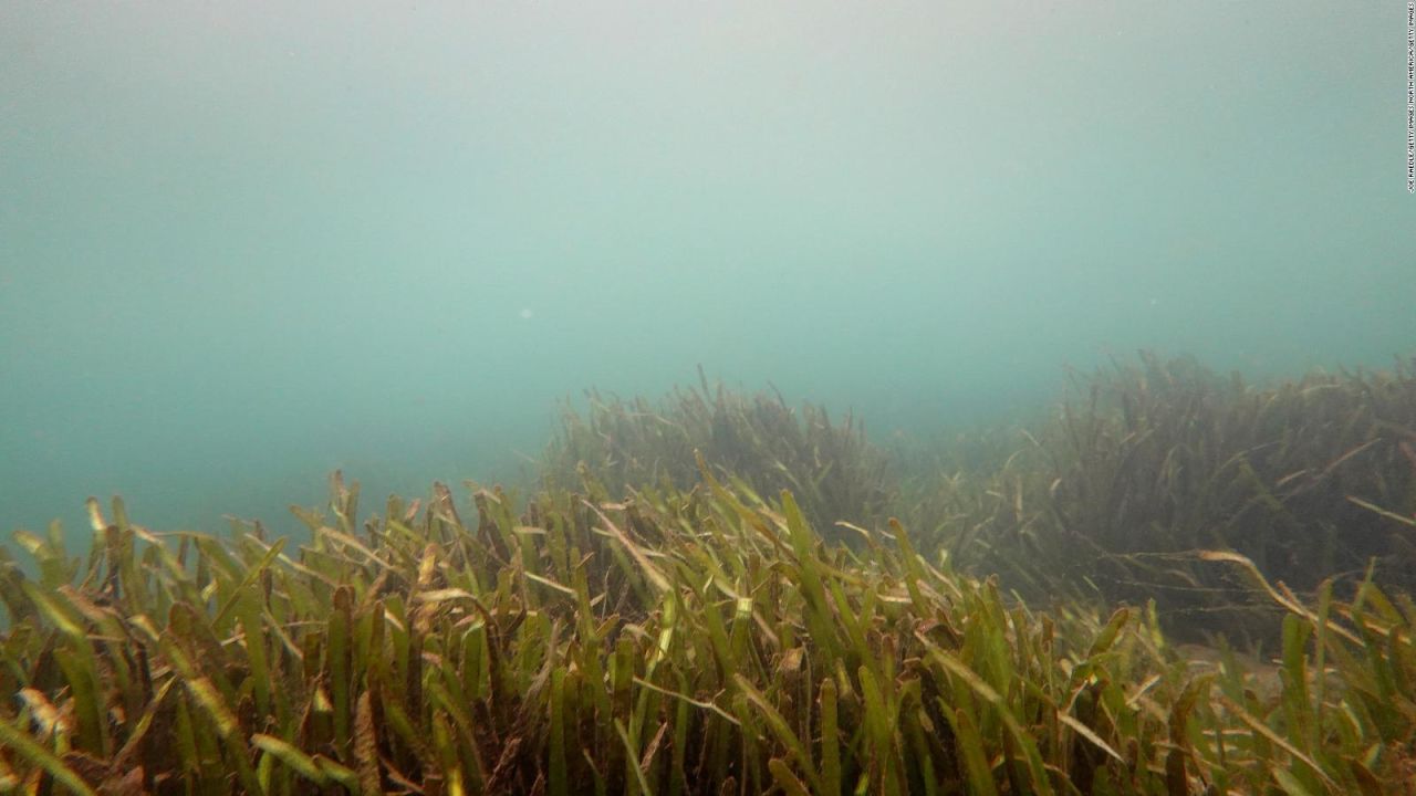 CNNE 1291151 - cientificos buscan recuperar praderas marinas