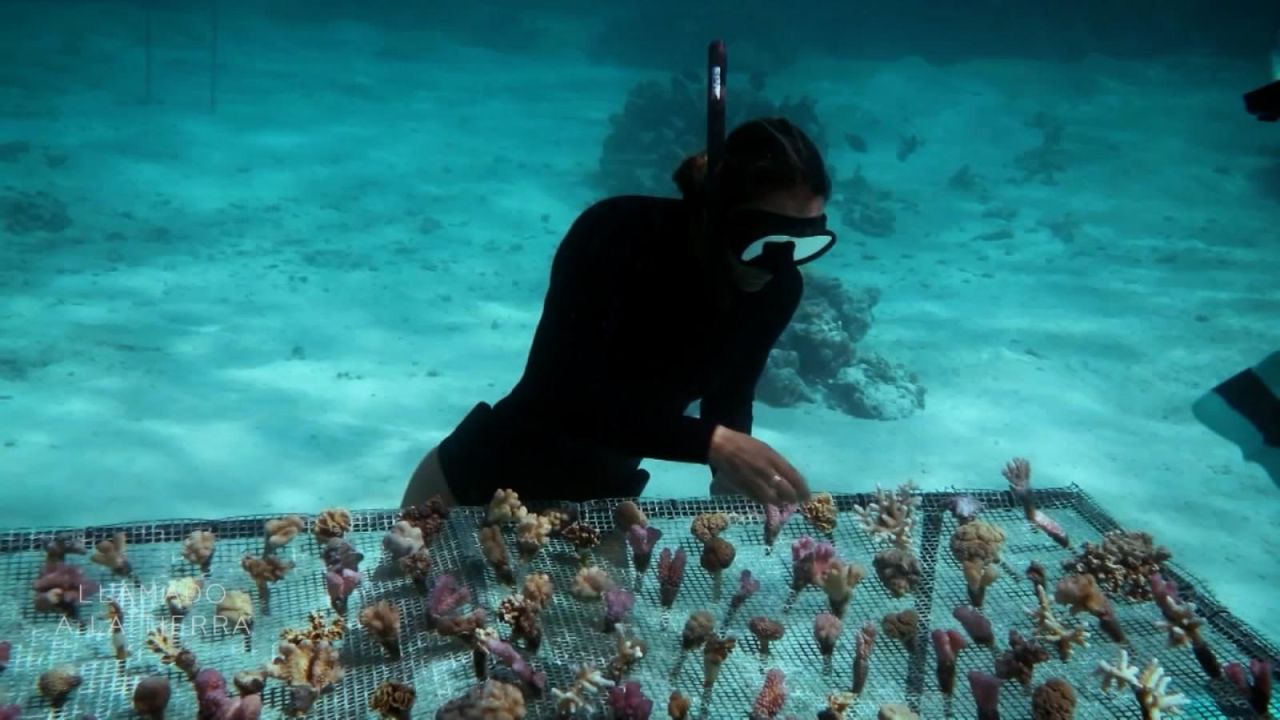 CNNE 1291635 - practican surf y tambien son jardineros de corales