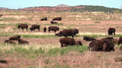 CNNE 1291977 - mujer sobrevive al ataque de un bisonte en texas