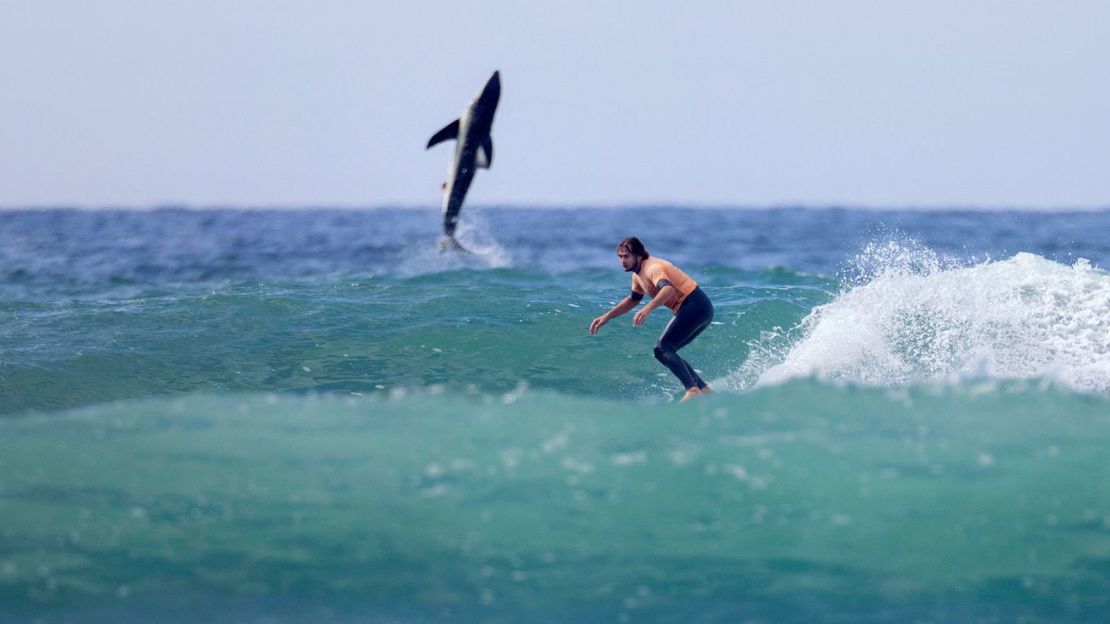 Jordan Anast capturó esta impresionante fotografía de un gran tiburón blanco saliendo del agua mientras un surfista monta una ola en primer plano.