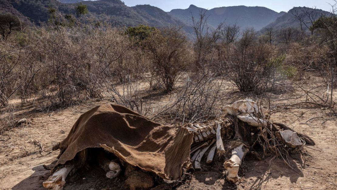 El cadáver de un elefante adulto que murió durante la sequía en la reserva de conservación de Namunyak Wildlife, en Samburu, Kenya, el 12 de octubre de 2022.