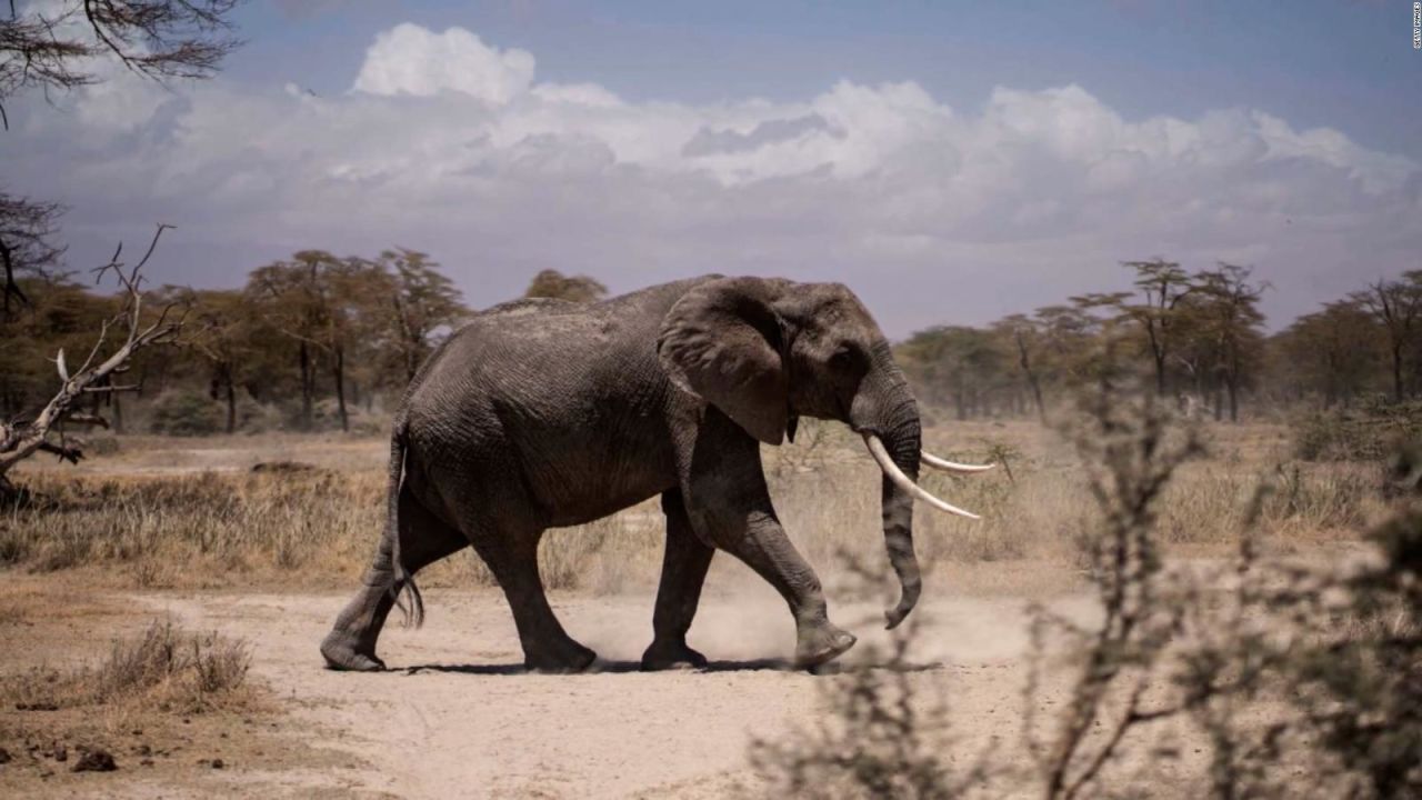 CNNE 1292856 - mueren cientos de animales en kenia por sequia