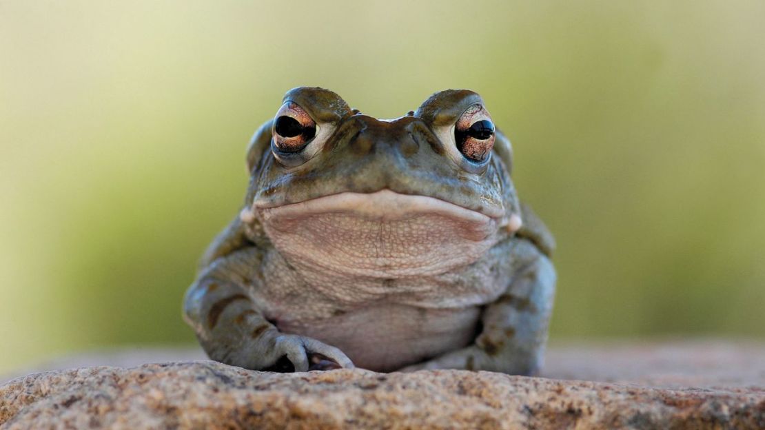 El sapo del desierto de Sonora (Bufo alvarius) fotografiado en Arizona.