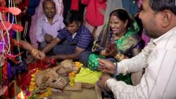 CNNE 1297151 - mira la curiosa boda de dos perros en el norte de india