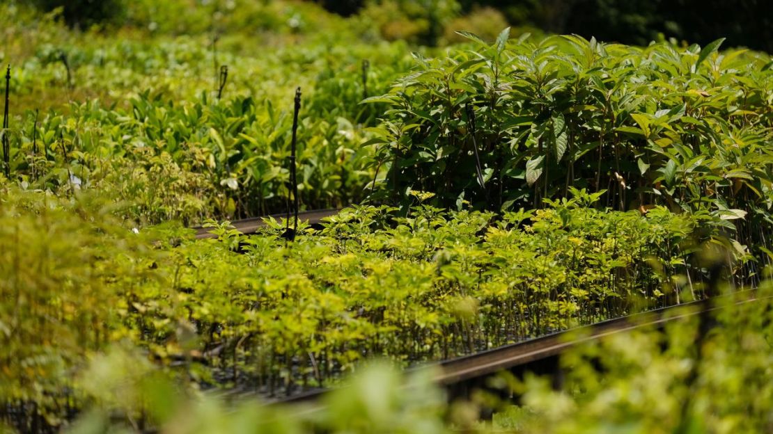 El vivero de SOS Mata Atlântica, donde se cultivan cientos de plantas antes de ser replantados en la naturaleza. Crédito: Vasco Cotovio/CNN