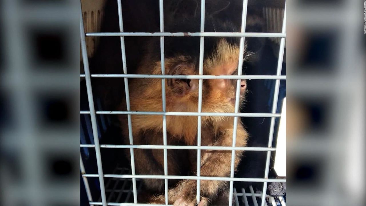 CNNE 1299272 - rescatan a tres pequenos monos del trafico ilegal en argentina