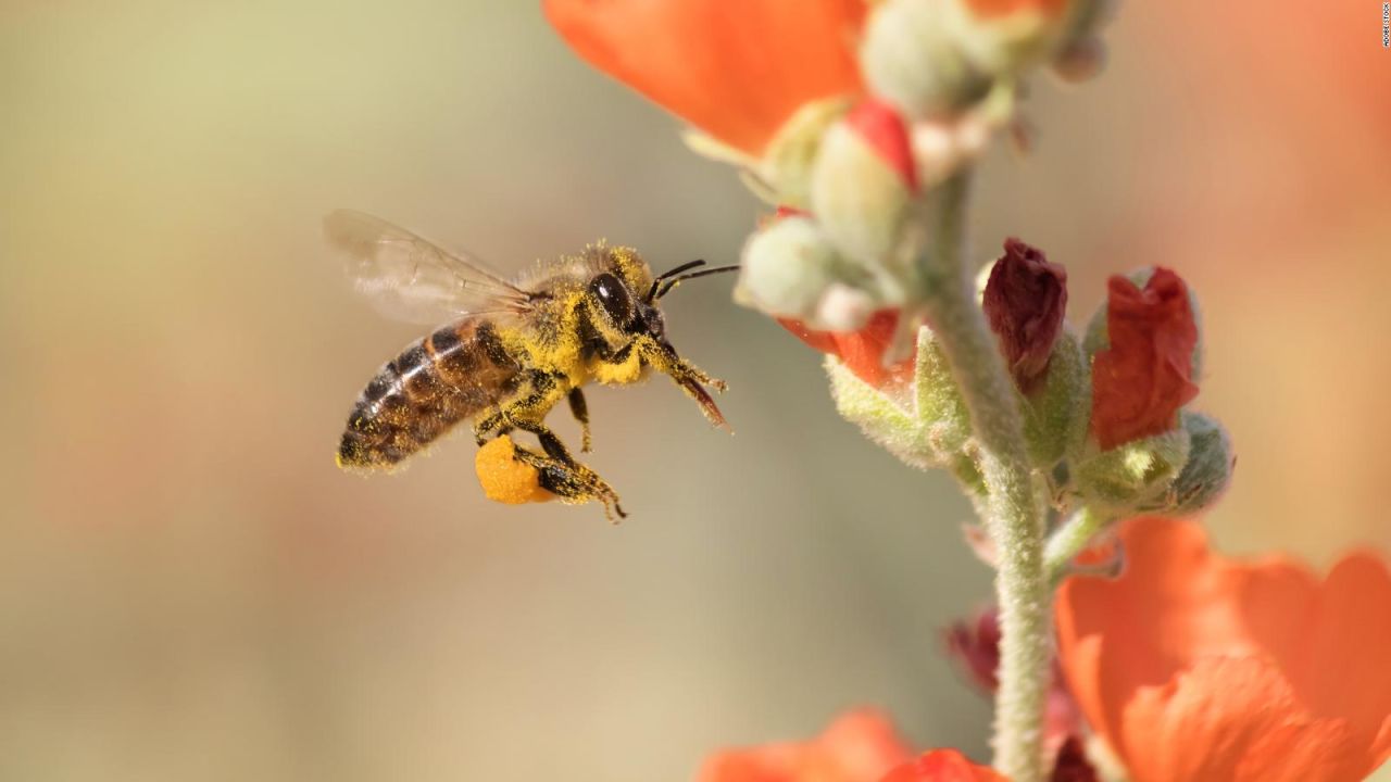 CNNE 1299951 - ¿como la tecnologia podria salvar a las abejas?