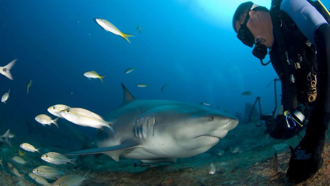 Cuba quiere proteger a sus tiburones y sacar provecho de un encuentro cercano.