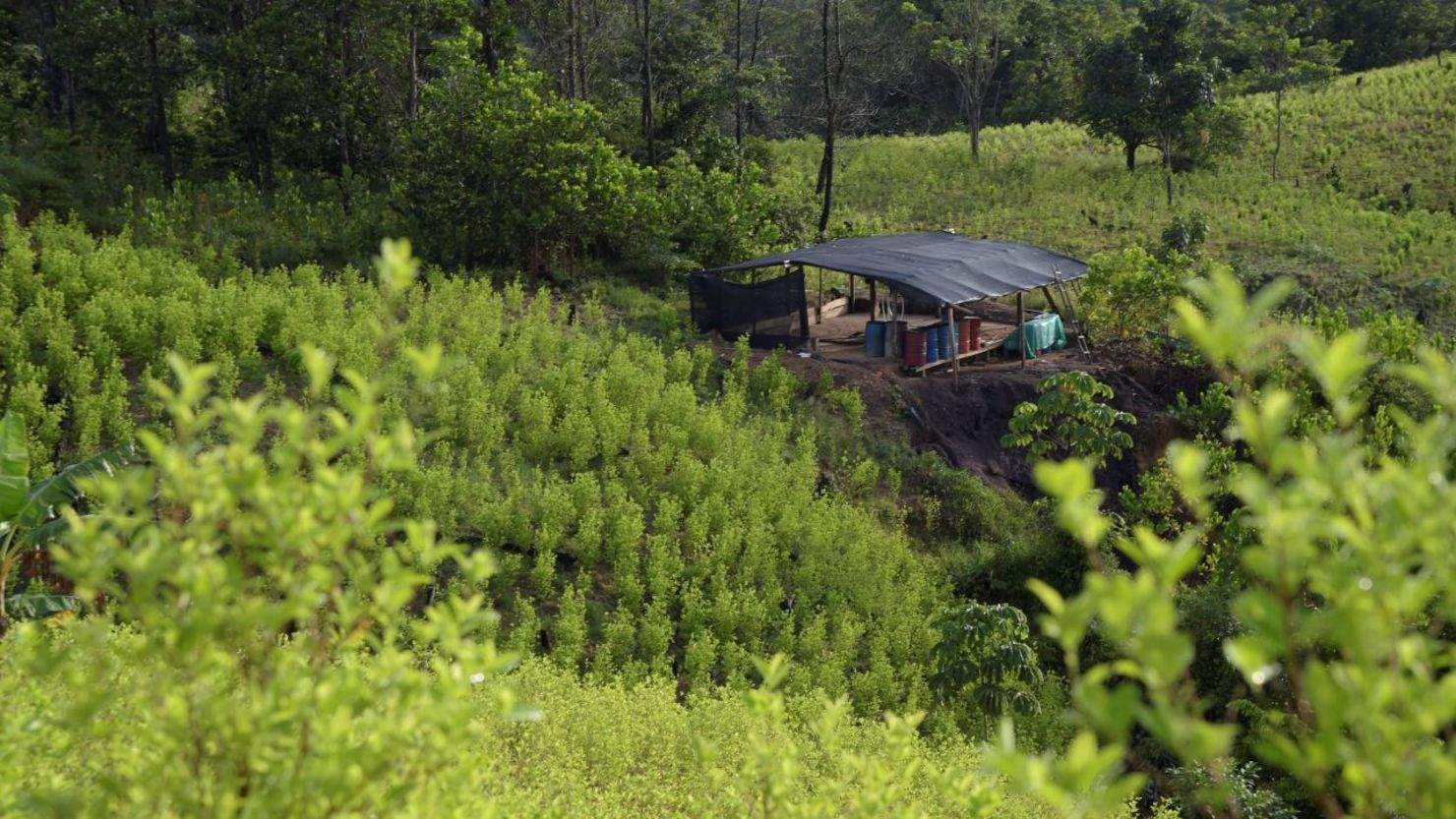 Campos de coca se ven en el municipio de Tibú, departamento de Norte de Santander, Colombia, el 29 de octubre de 2022. Crédito: Schneyder Mendoza/AFP/Getty Images