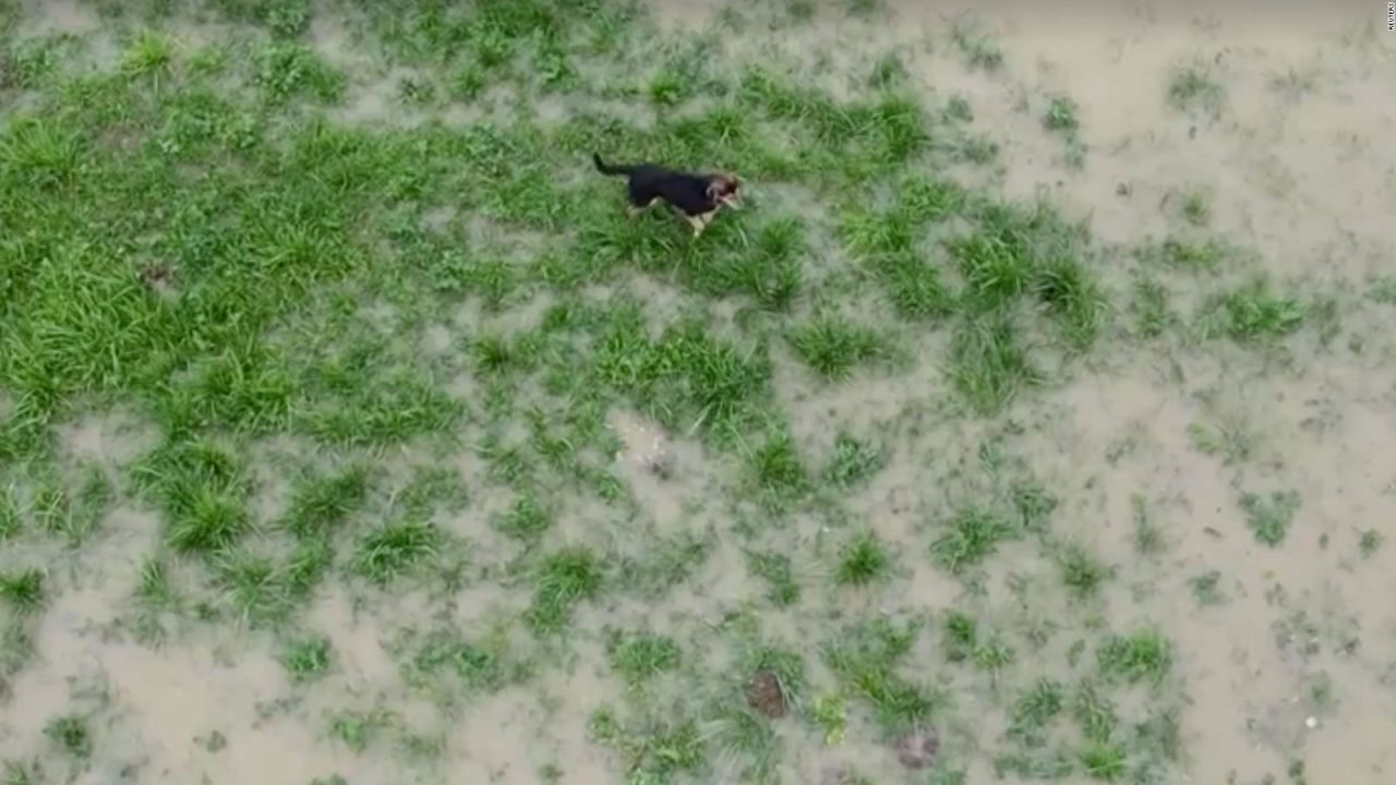 CNNE 1302112 - el momento en el que un perro queda atrapado en una inundacion en kosovo