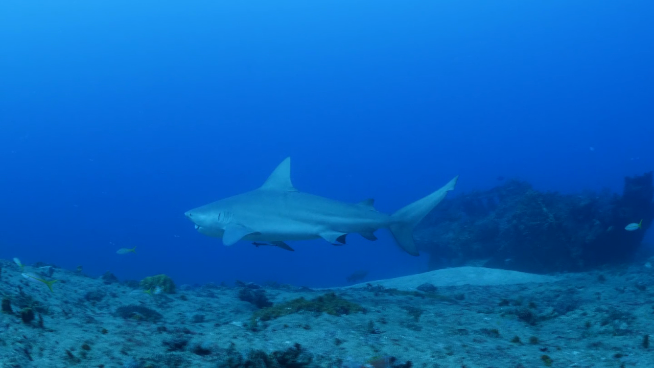 CNNE 1302493 - ahora puedes nadar con tiburones sin jaula en cuba