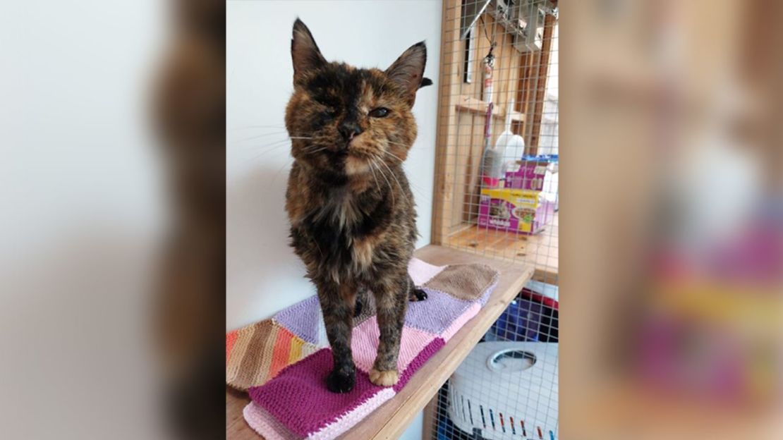 A la edad de 26 años y 329 días, Flossie ha sido reconocida como la gata más vieja del mundo.