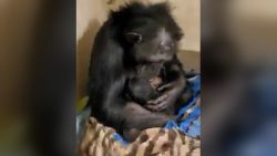 CNNE 1303904 - madre chimpance tiene emotivo reencuentro con su bebe