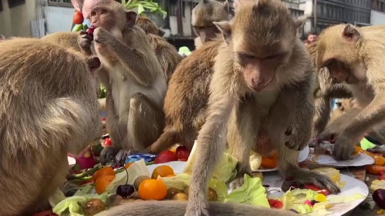 CNNE 1305178 - voluntarios y turistas dan frutas y verduras a monos callejeros en tailandia