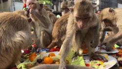 CNNE 1305178 - voluntarios y turistas dan frutas y verduras a monos callejeros en tailandia