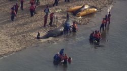 CNNE 1306006 - mira el heroico rescate de ballenas varadas en la playa