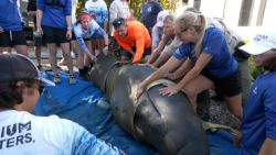 CNNE 1306384 - asi fue la devolucion al mar de tres manaties recuperados en la florida