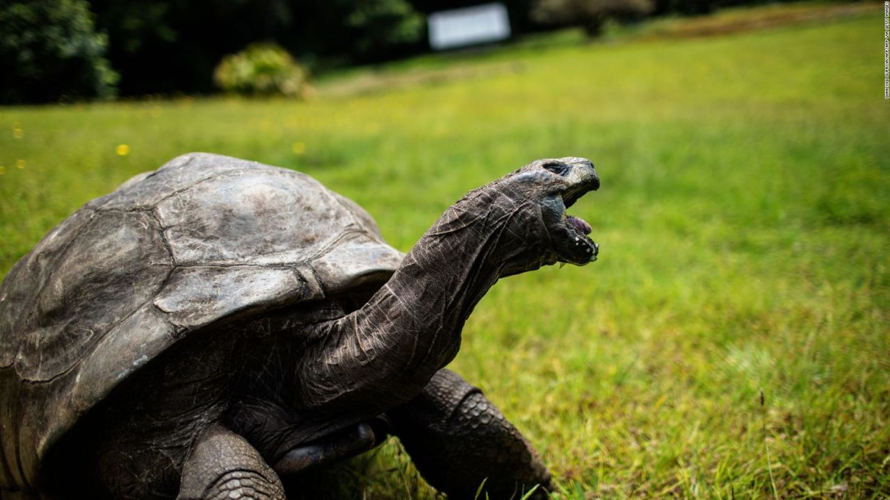 CNNE 1308372 - tortuga gigante cumple 190 anos