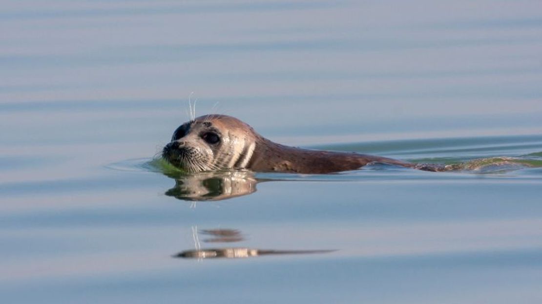 Una foca nadando en el Mar Caspio.