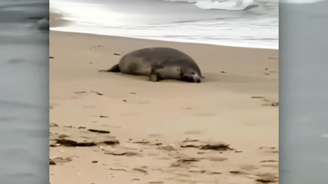 CNNE 1308774 - focas en peligro de extincion aparecen en la costa del mar caspio