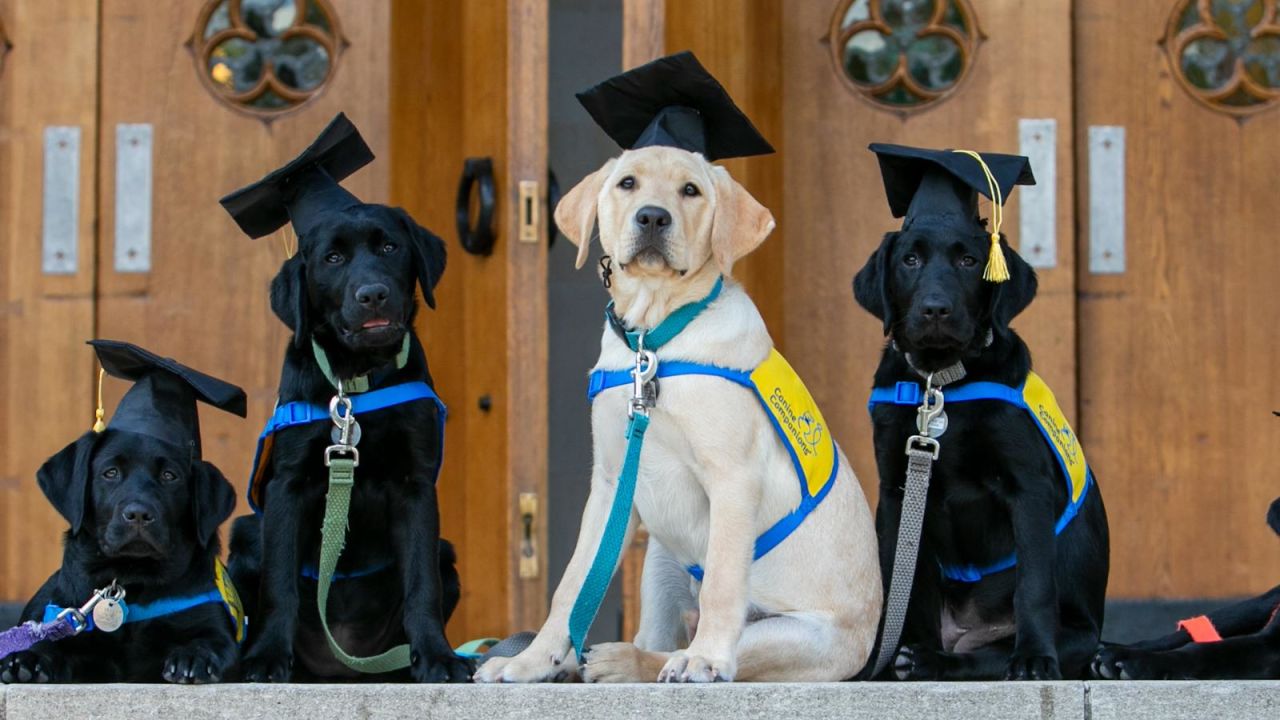 CNNE 1309120 - conoce a los perros de servicio que encienden luces y abren puertas