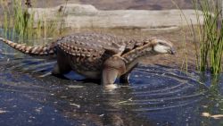 CNNE 1310973 - descubren en argentina un dinosaurio de 70 millones de anos