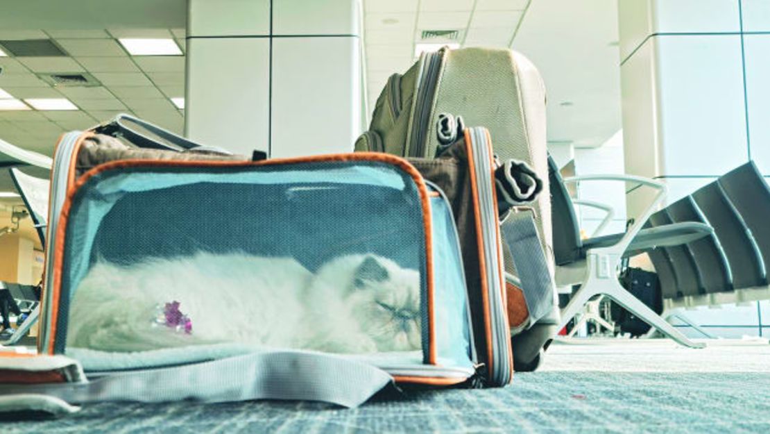 Las normas de las aerolíneas sobre el transporte de gatos varían drásticamente. Crédito: Kryssia Campos/Moment RF/Getty Images