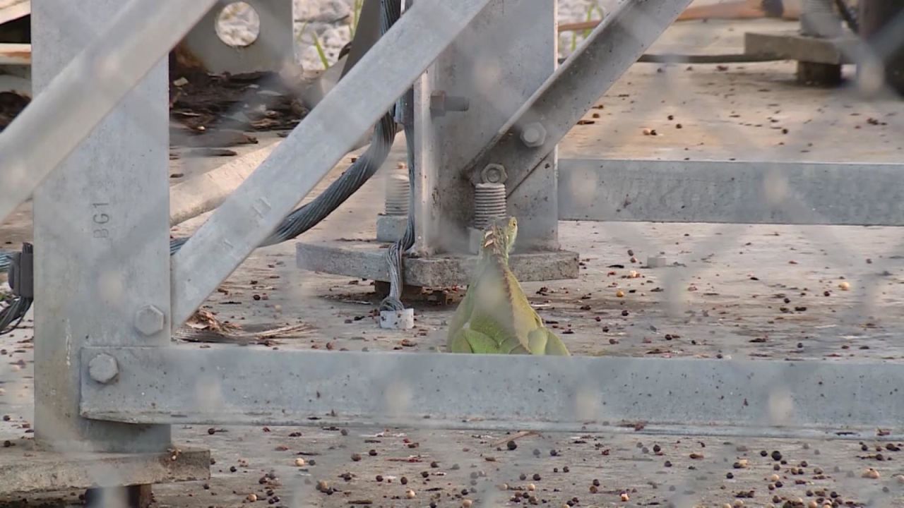 CNNE 1311220 - iguana deja sin energia una ciudad, ¿como paso?