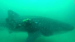 CNNE 1311475 - buzos espanoles rescatan a un tiburon ballena atrapado en una red