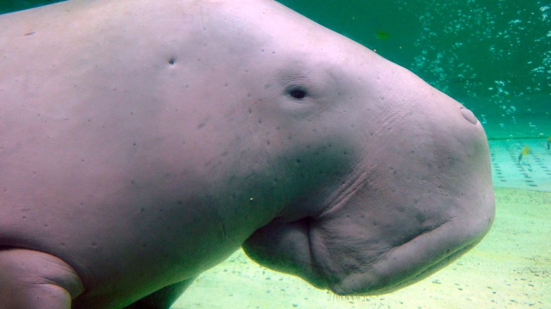 Un dugongo, también conocido como vaca marina, nada en el Acuario Toba de Toba, Japón, el 5 de septiembre de 2012.