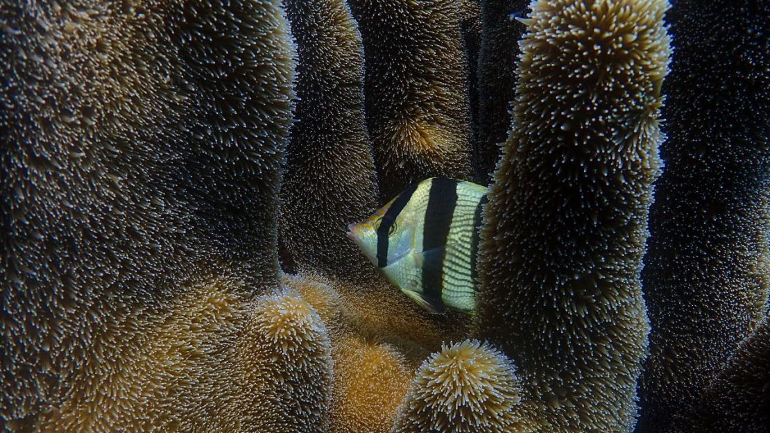 Un pez mariposa nadando entre corales pilar en la Reserva Marina Jardines de la Reina, Cuba.