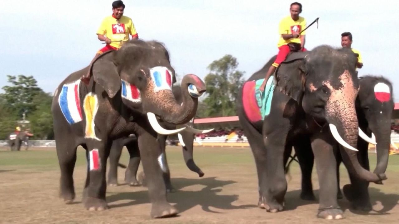 CNNE 1313548 - ¿qatar 2022 en el reino animal? elefantes juegan su propio mundial en tailandia