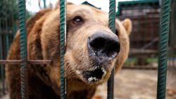 CNNE 1313603 - liberan a oso despues de mas de 20 anos de estar enjaulado en restaurante