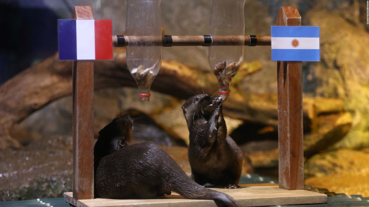 CNNE 1315299 - dos nutrias adivinan que equipo ganara la copa del mundo