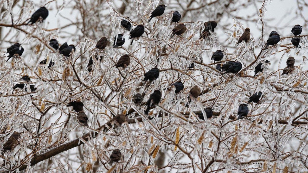 CNNE 1316473 - ee-uu- espera temperaturas bajo cero esta semana