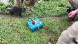 CNNE 1317620 - estos animales recibieron una curiosa sorpresa a dias de navidad