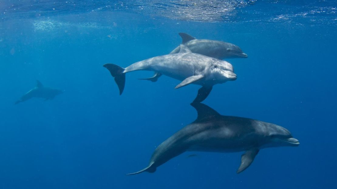 Los delfines mulares fueron una de las cinco especies examinadas en el reciente estudio sobre la enfermedad de Alzhéimer. Crédito: Adobe Stock