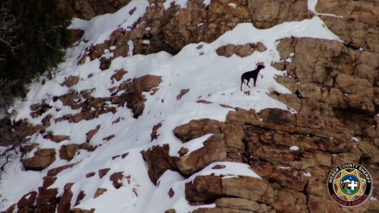 CNNE 1320011 - salvan a perro atrapado en un acantilado congelado en utah